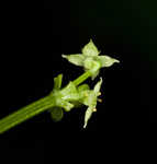 Licorice bedstraw